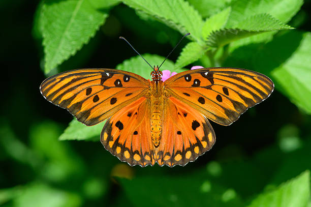istock Gulf fritillary, Agraulis vanillae (Linnaeus) 607730802