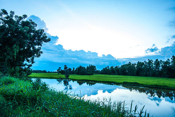 coltivatori di risaie bagnate. - flood people asia cambodia foto e immagini stock