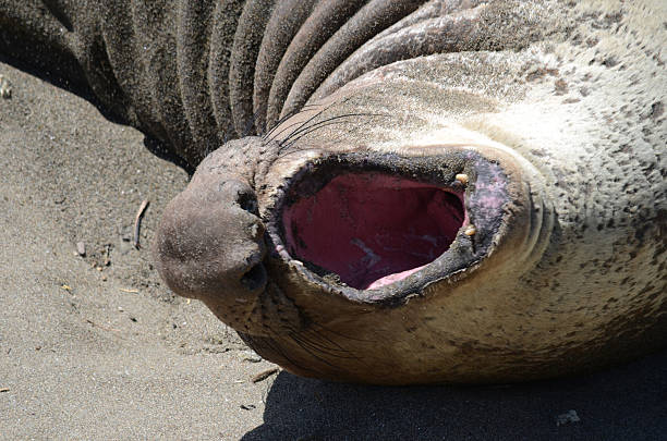 foca-elefante fechar - animal elephant seal seal yawning - fotografias e filmes do acervo