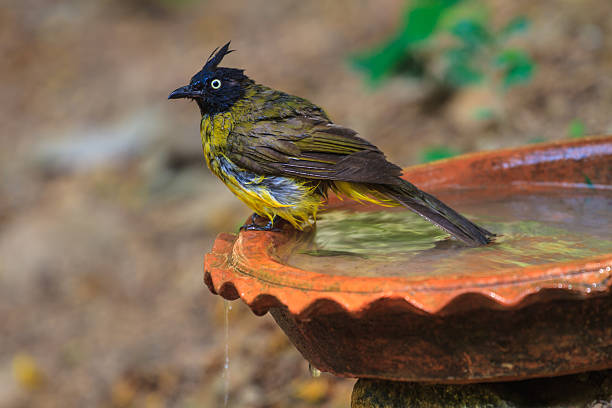 istock Beautiful bird Black-crested Bulbul  playing water in summer on 607731340