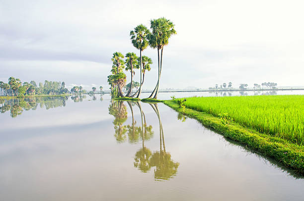 홍수 철의 논, 메콩 삼각주, 베트남 - flood people asia cambodia 뉴스 사진 이미지