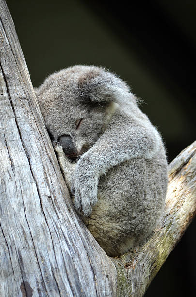 mignon koala australien dormant dans un arbre à gomme - cinereous photos et images de collection