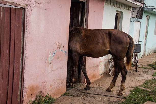 istock horse with head hidden inside pink colonial house 607735404