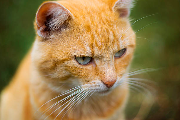 istock Beautiful red cat on the lawn. 607738148