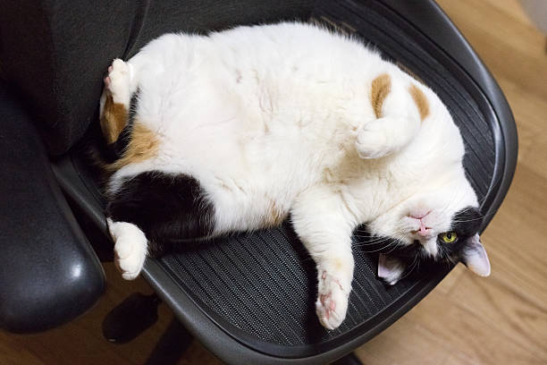 istock Tricolor / Calico cat, Tokyo, Japan 607738606