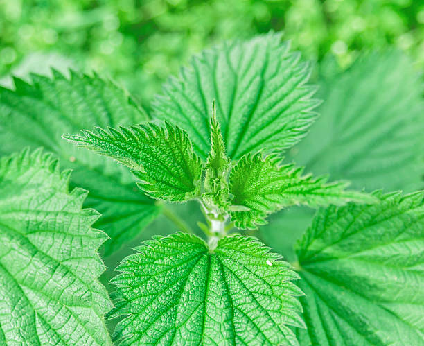 istock Lots of stinging green nettles close 607740464