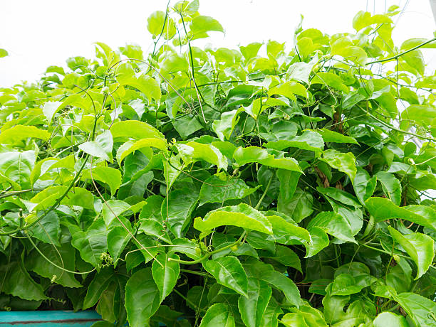 istock the passion fruit vine on fence house 607740816