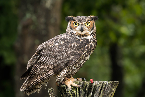 great horned owl