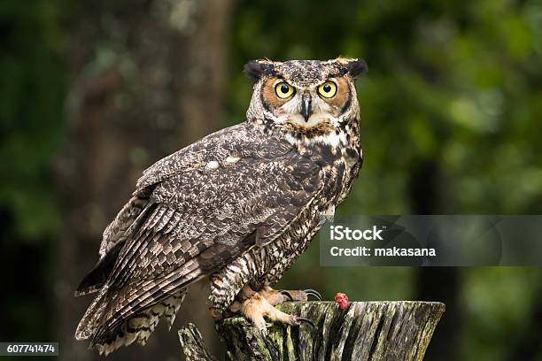 Owl Stock Photo - Download Image Now - Great Horned Owl, Barred Owl, Night