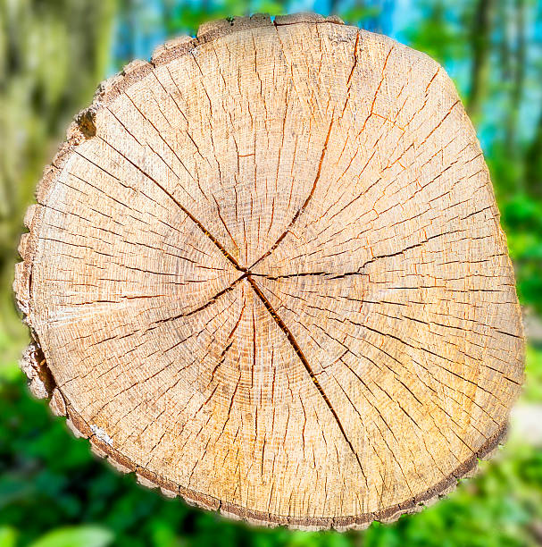 istock Timber texture and trunk on green grass blur background 607741696