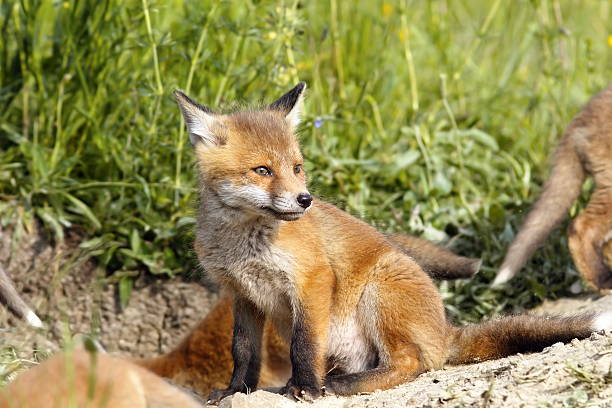 istock european fox cubs near the den 607742414