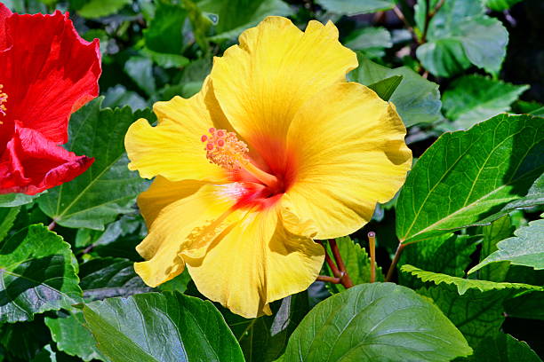 istock Beautiful yellow Hibiscus flower 607742750