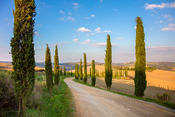 istock Cypresses Trees and ground road - Tuscany rural 607743166