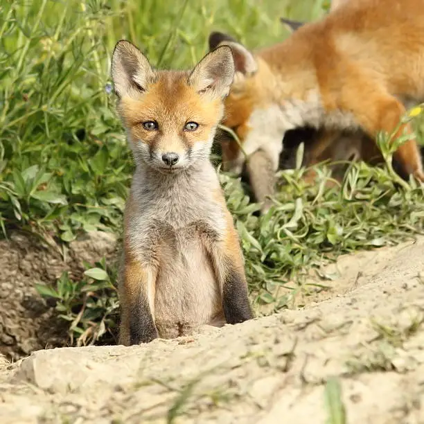 red fox cub looking at camera ( Vulpes )