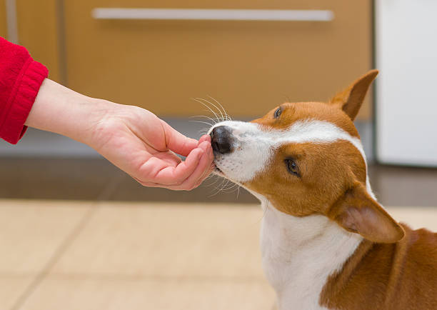 istock Always hungry basenji licks master's hand in a kitchen 607746098