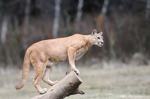 Puma stands on a tree stock photo