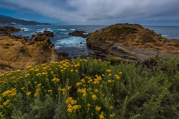istock Northern coastal scrub Point Lobos State Park California 607747244