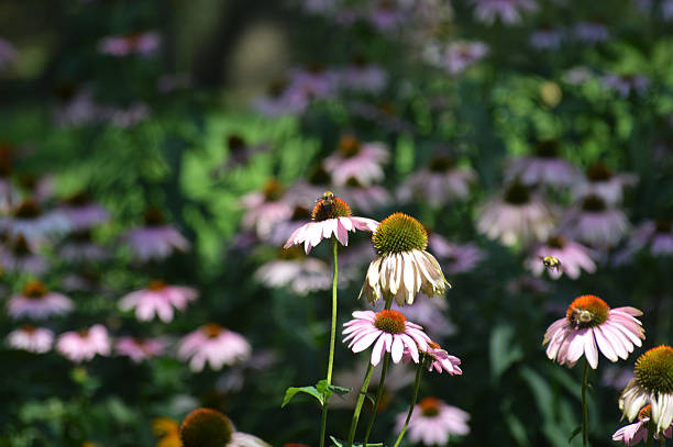 istock Bee on Flowers in Park 607747974