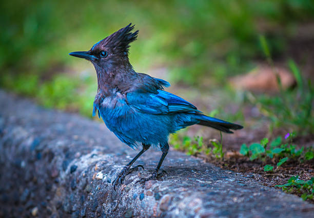 Stellers Jay Bird Steller's Jay Cyanocitta stelleri  Pacific coast form jay stock pictures, royalty-free photos & images