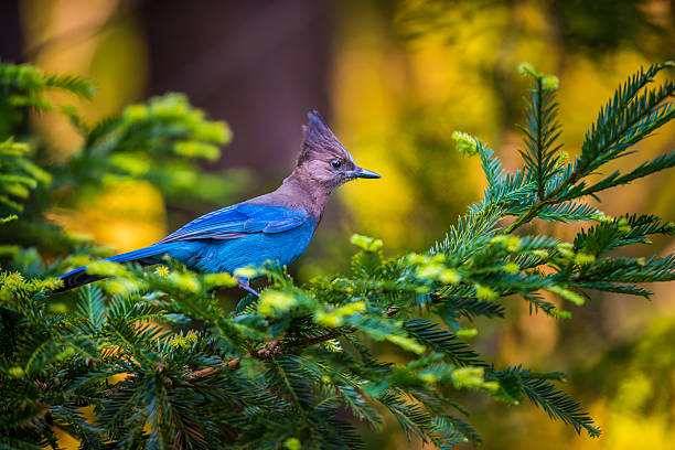Stellers Jay Bird Steller's Jay Cyanocitta stelleri  Pacific coast form jay photos stock pictures, royalty-free photos & images