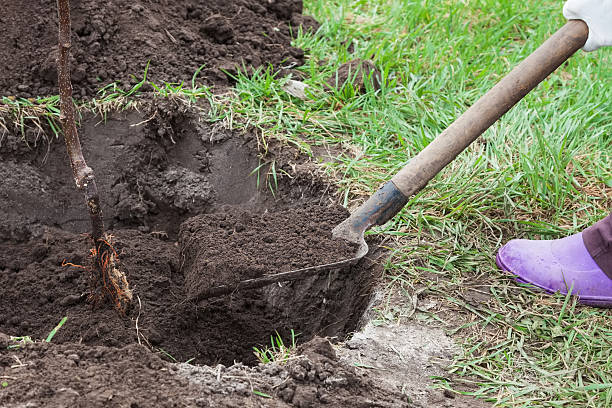 istock Planting seedlings in landing pit 607749308