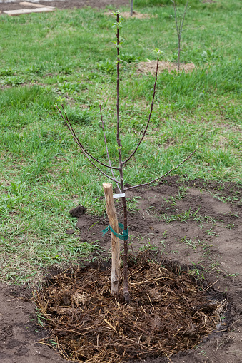 Fruit tree seedling planted in the ground and covered mulch of compost, step by step guide