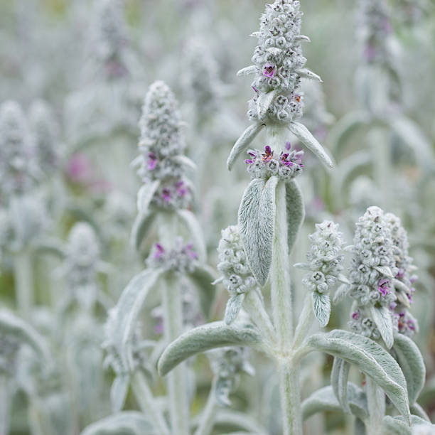 Flower  Stachys byzantine Flower Stachys byzantina close up big ears stock pictures, royalty-free photos & images