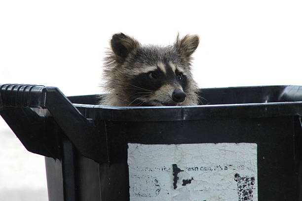 istock Racoon Peeking out of Garbage Can 607750580