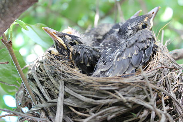 istock Baby Robins Ready to Leave Nest 607750654