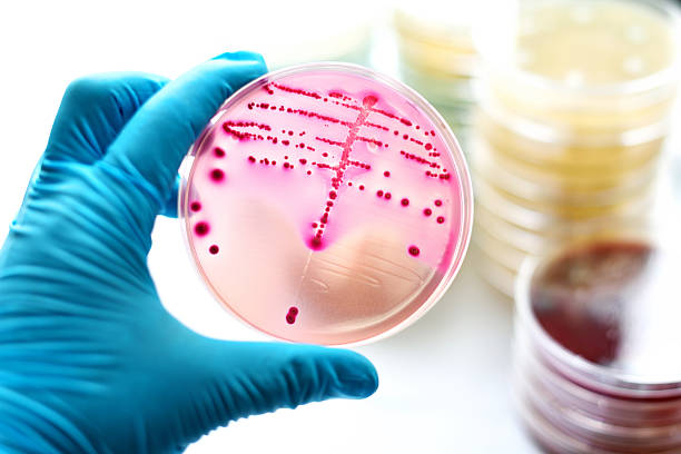batteri cultura - bacterium petri dish colony microbiology foto e immagini stock