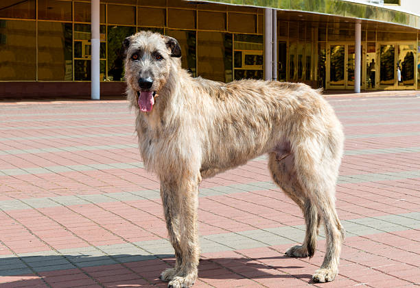 wolfhound irlandais de profil. - sight hound photos et images de collection