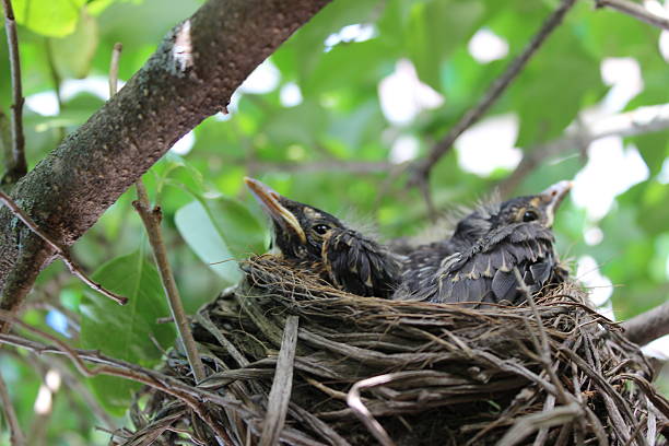 istock Baby Robins in a Nest 607751060