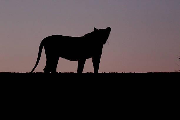 istock African lion, Panthera leo 607751716