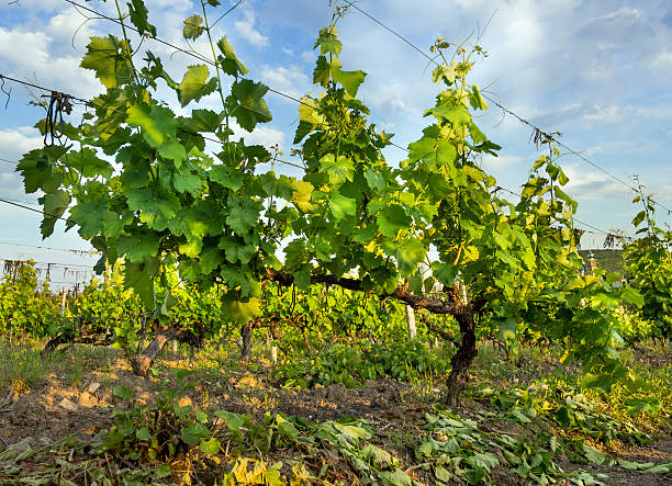 istock Strewn with leaves on the vine 607751960