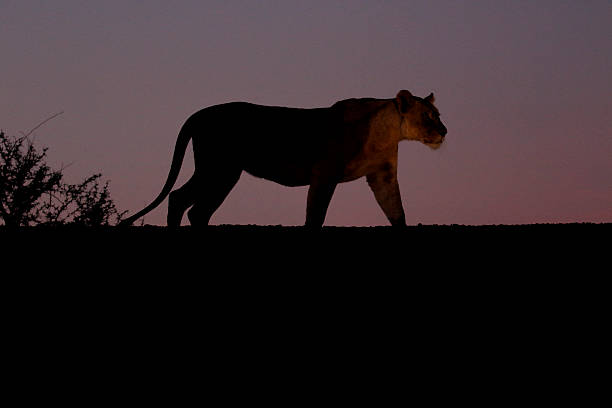 istock African lion, Panthera leo 607752110