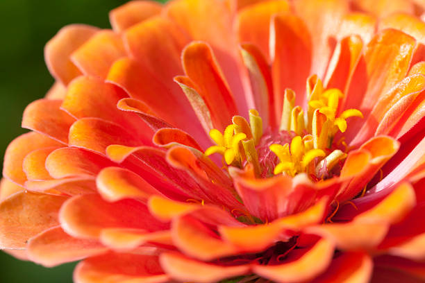 istock Close up of chrysanthemum flower 607752782
