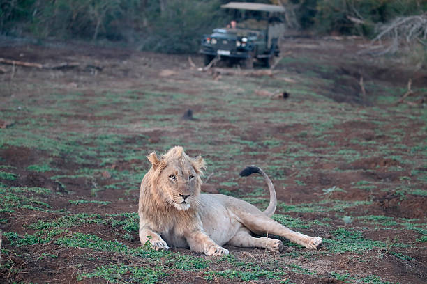 istock African lion, Panthera leo 607753288