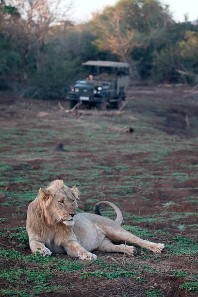 istock African lion, Panthera leo 607753408