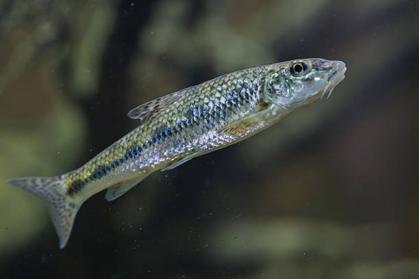 Gudgeon (Gobio gobio). Gudgeon (Gobio gobio). Wildlife animal. cypriniformes photos stock pictures, royalty-free photos & images