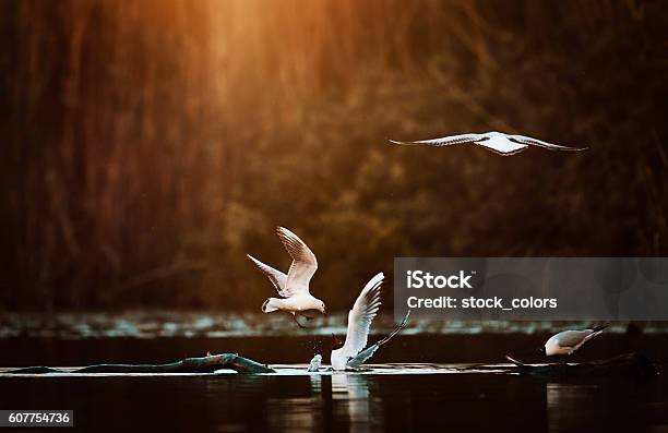 Birds Flying Over The Water Stock Photo - Download Image Now - Bird, Sunset, Animal