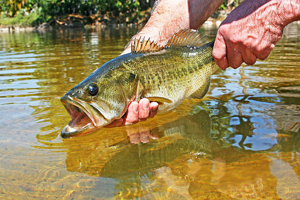 Largemouth Bass Fisherman releasing a largemouth bass. black sea bass stock pictures, royalty-free photos & images
