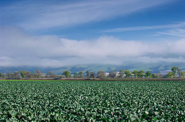 istock Organic Broccoli Field with Hills in Background 607755524
