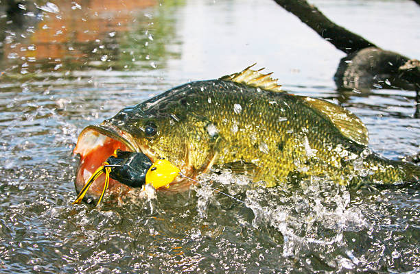 Largemouth Bass 7242 Largemouth bass hitting and fighting a frog imitation lure. black sea bass stock pictures, royalty-free photos & images