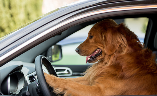 Cute dog having fun driving a car - animals concepts