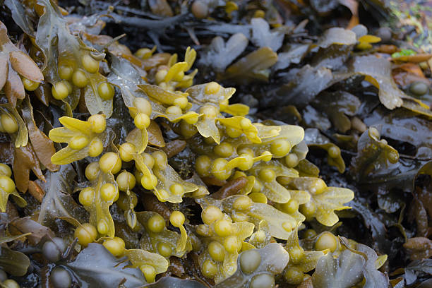 istock Seawead, seagrass, algea 607756218