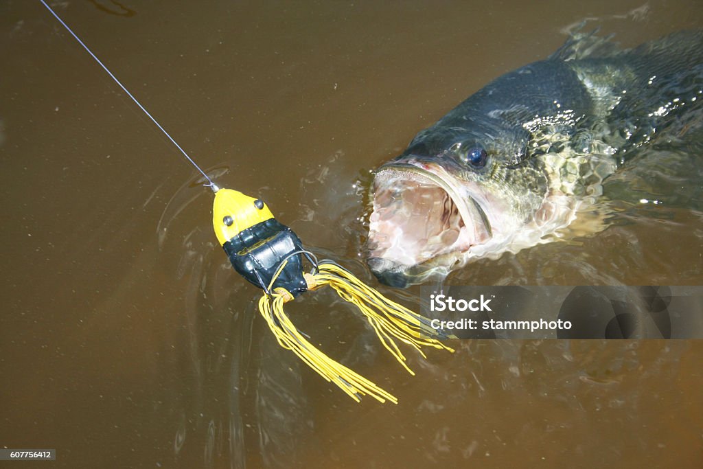 Largemouth Bass 7240 Largemouth bass attacking frog imitation surface lure. Black Sea Bass Stock Photo