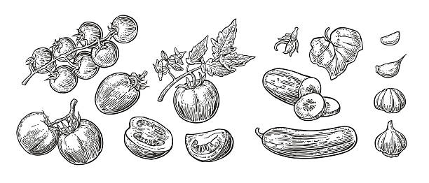 ogórki, czosnek i pomidory - tomato isolated freshness white background stock illustrations