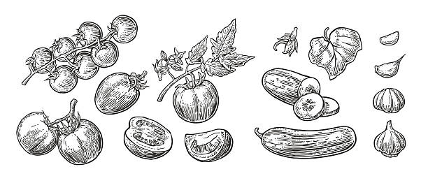 ilustrações de stock, clip art, desenhos animados e ícones de cucumbers, garlic and tomato - garlic freshness isolated vegetarian food