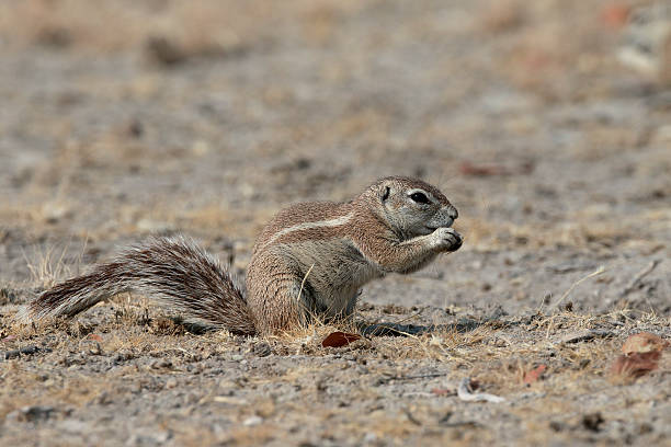 istock Cape ground-squirrel, Xerus inauris, 607760042