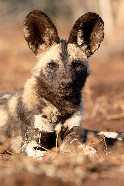 istock African cape hunting dog, Lycaon pictus 607760782